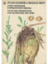Atlas chorob a škůdců řepy